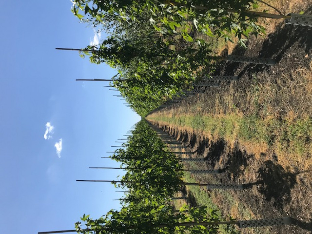 Liquidambar.jpg