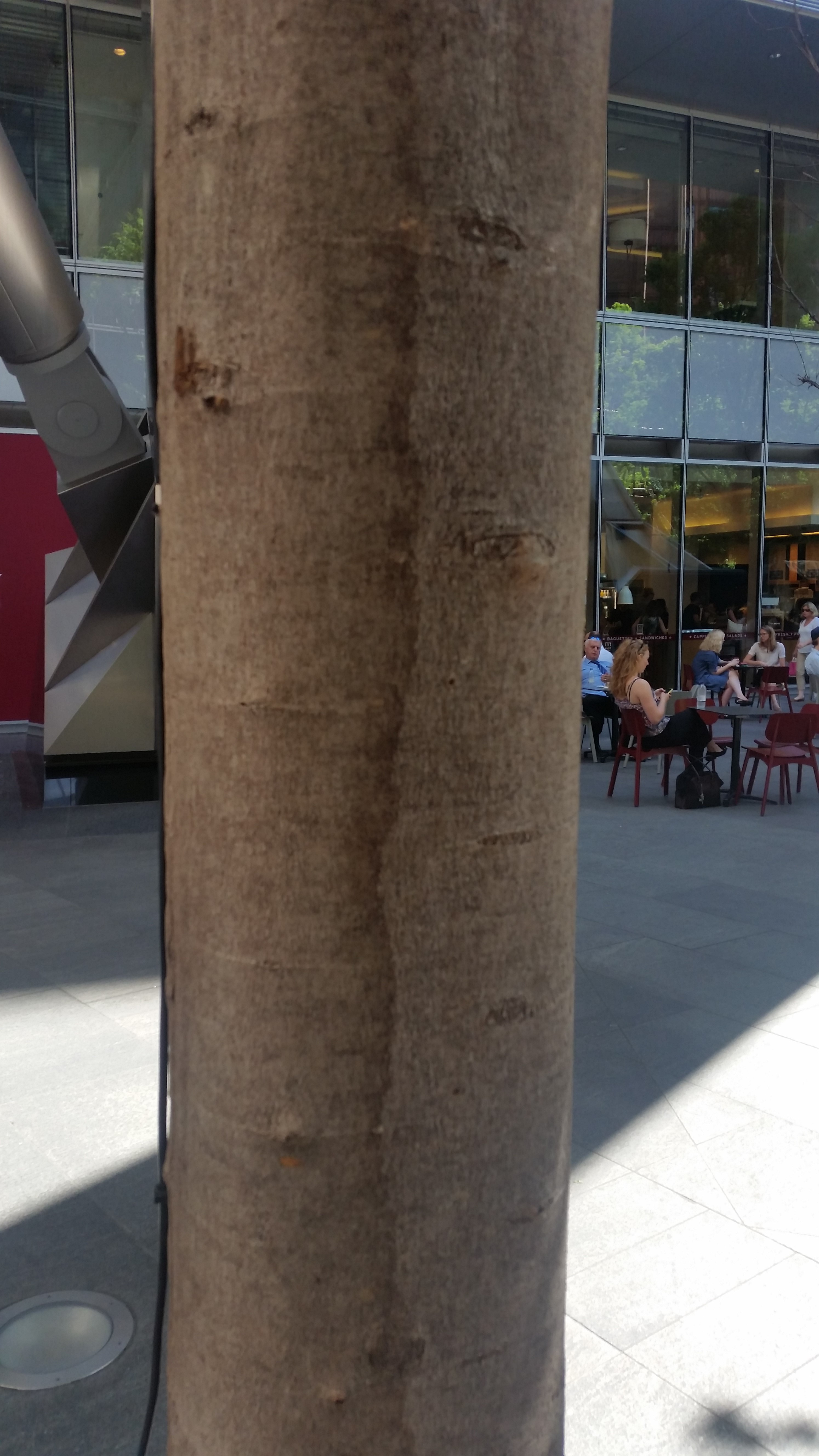 Photograph 7 Herbicide burn under the bark tissue of the tree trunk.jpg