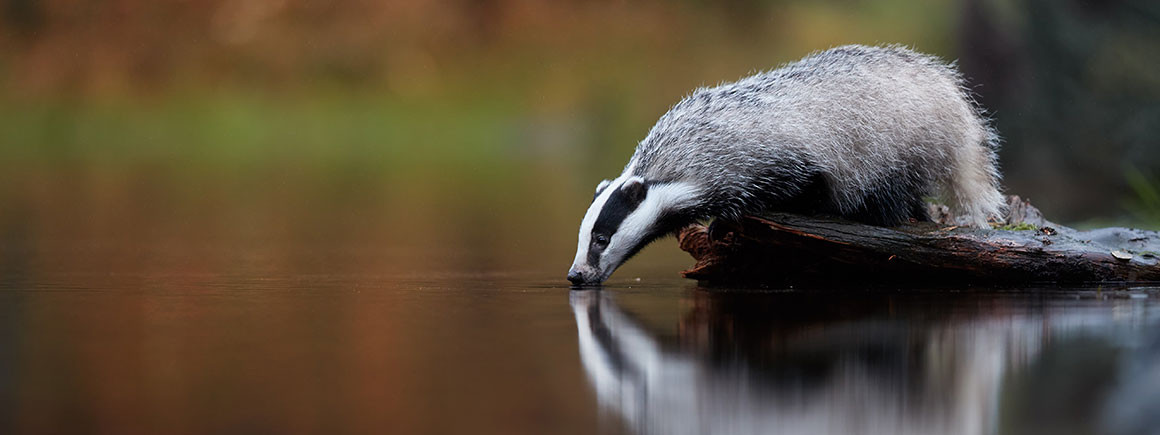 badger-feature-full-width.jpg