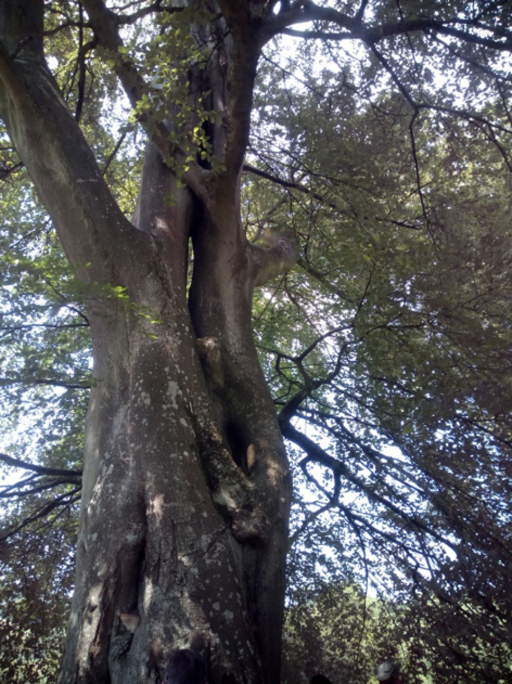 beech.png