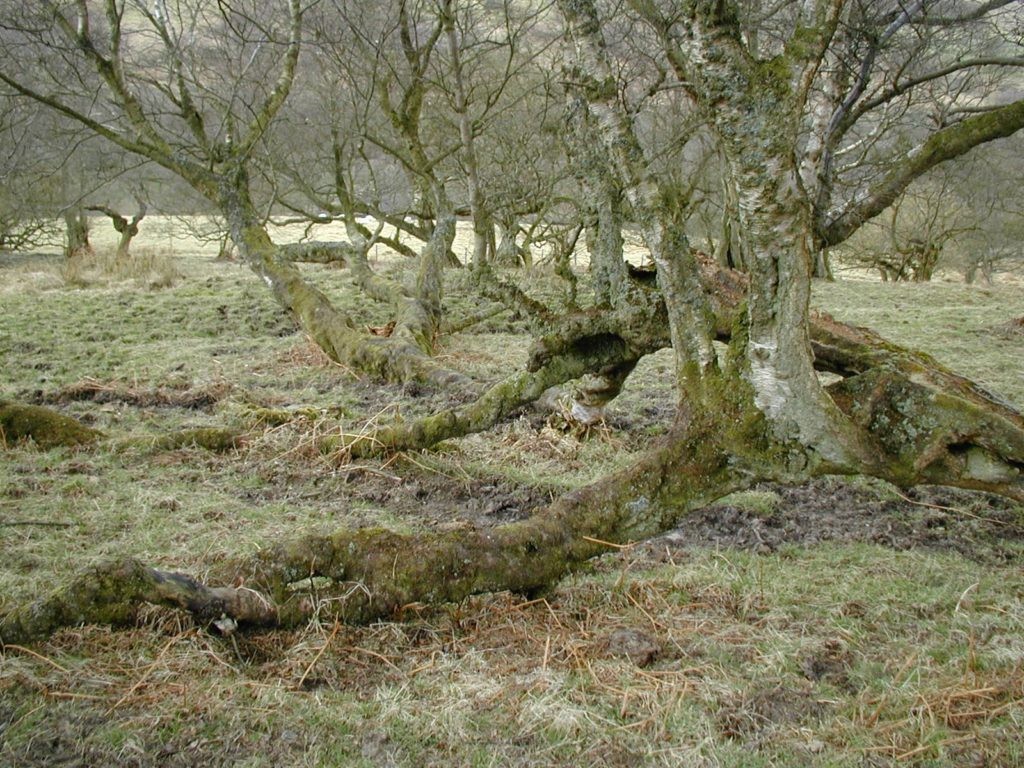 birch-2004-by-Iris-Glimmerveen-1024x768.jpg