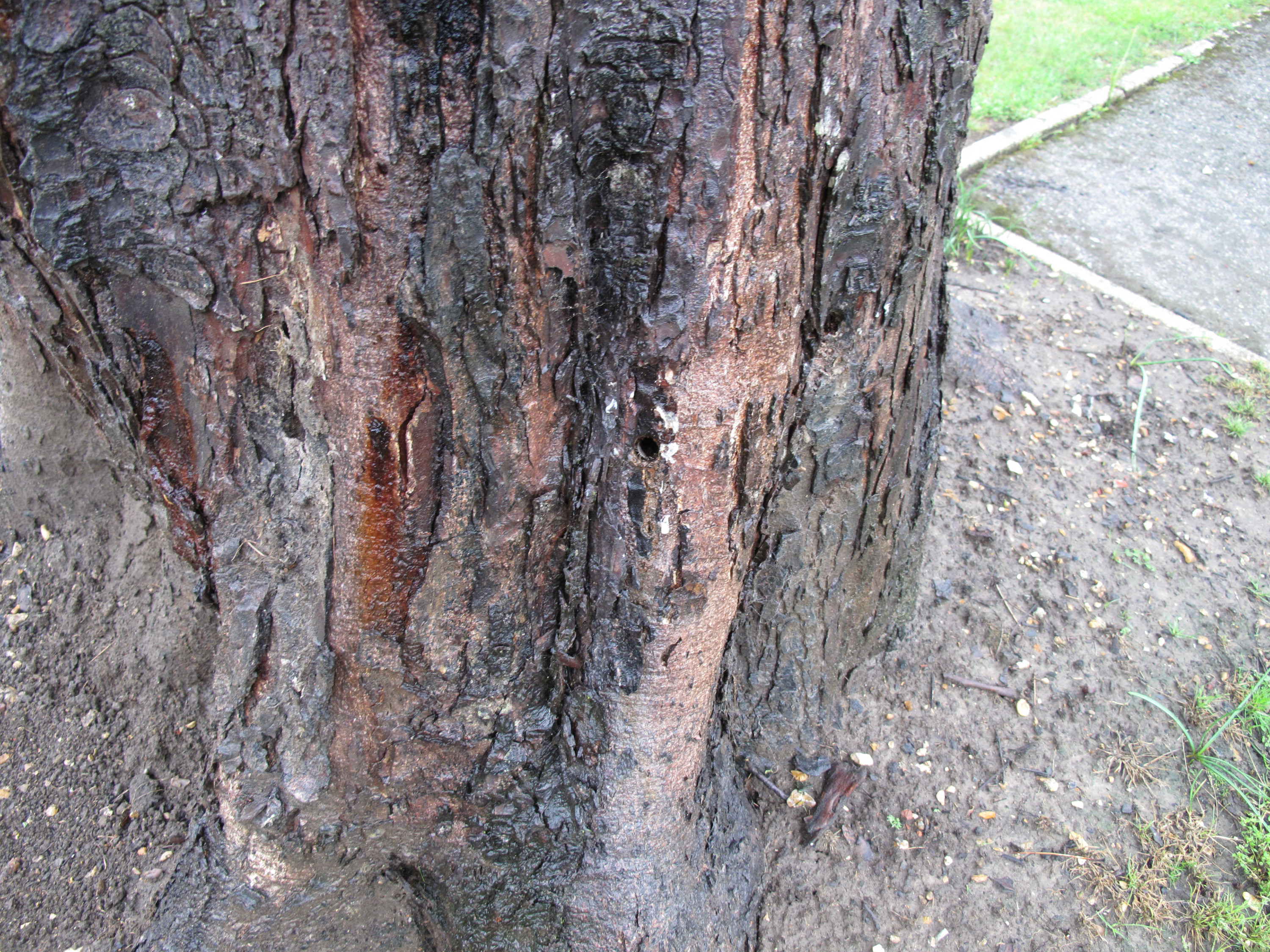 Photograph 5 Drill Holes and Neat Glyphosate Poured In.JPG