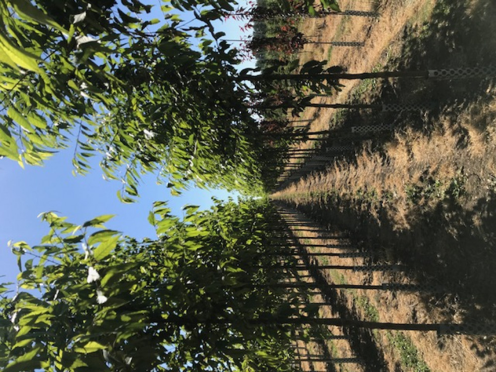 Prunus (4).jpg
