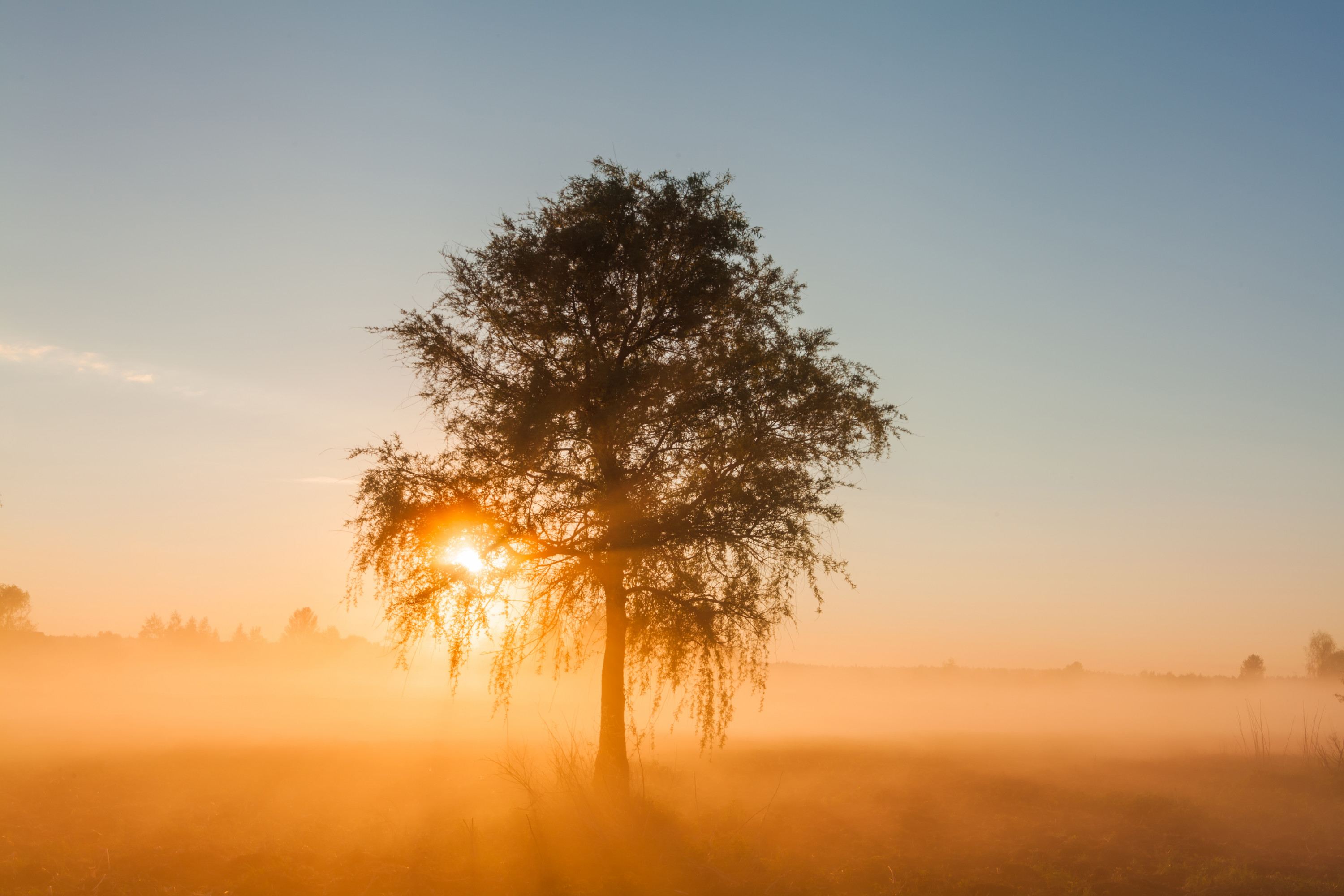 beautiful-foggy-spring-dawn-on-a-field-with-trees-LXYB97H.jpg