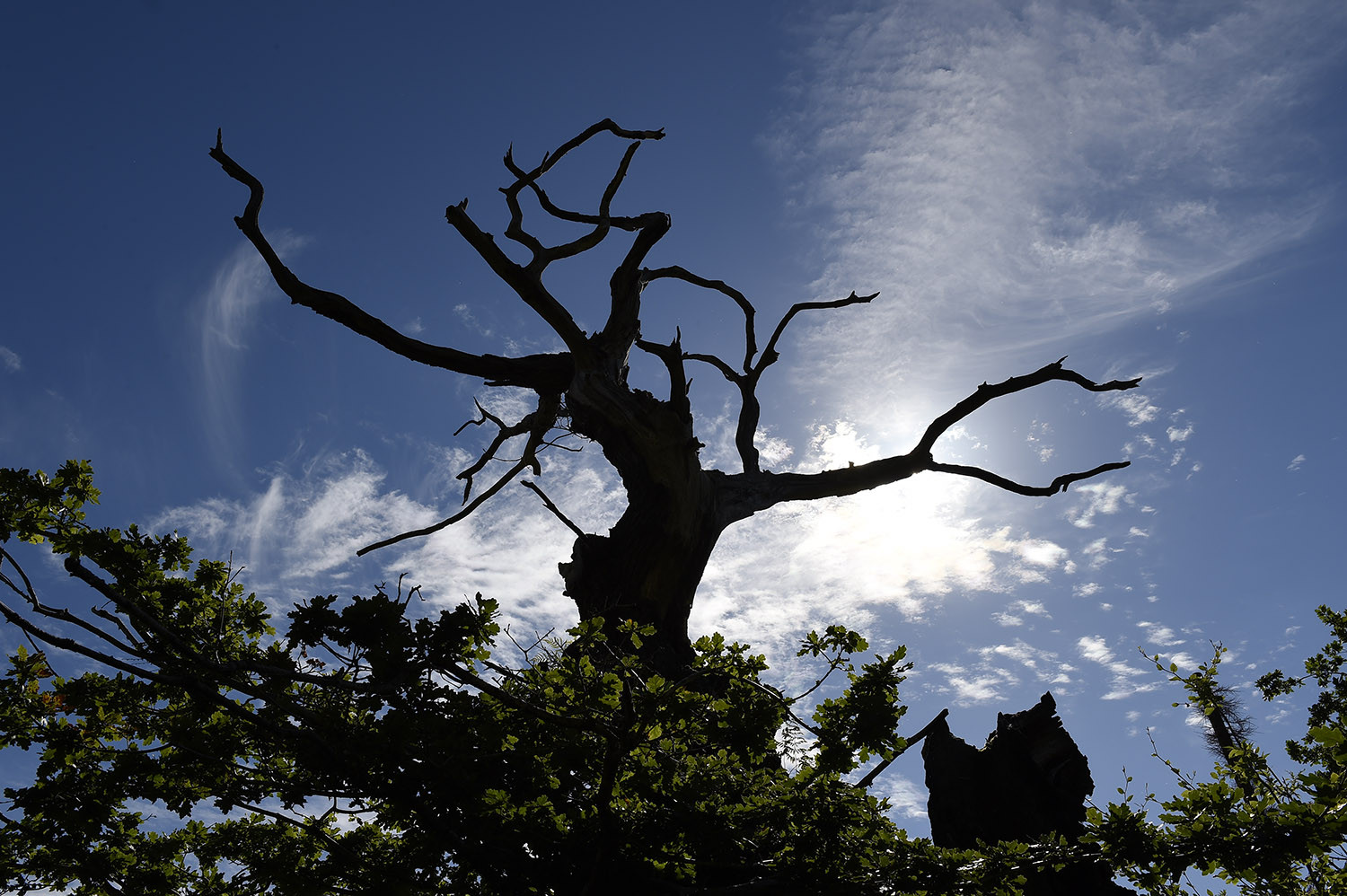 Belvoir oak by Michael Cooper 555.jpg