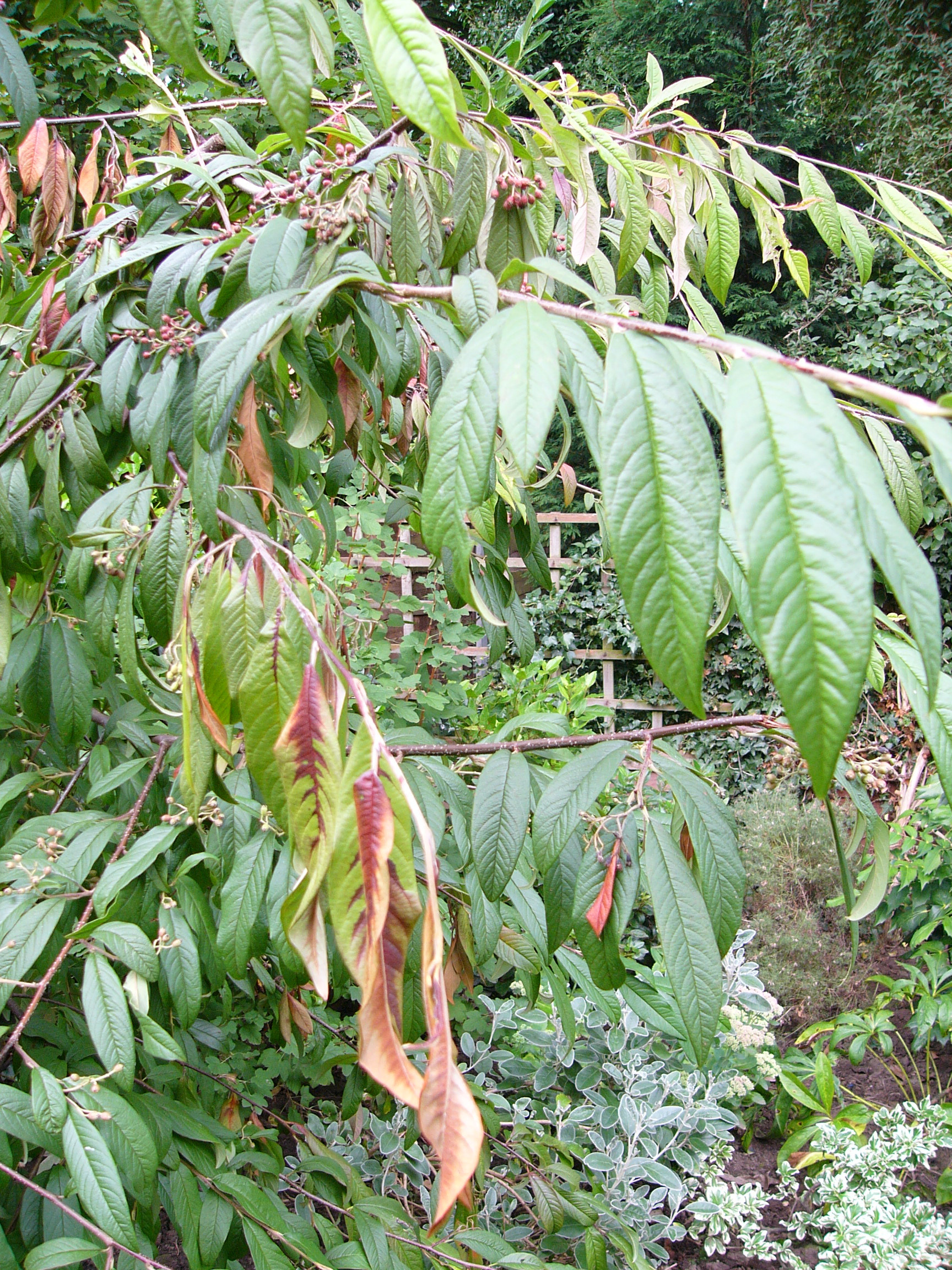 Photograph 1 Pre-Emergent Herbicide damage in leaves.JPG