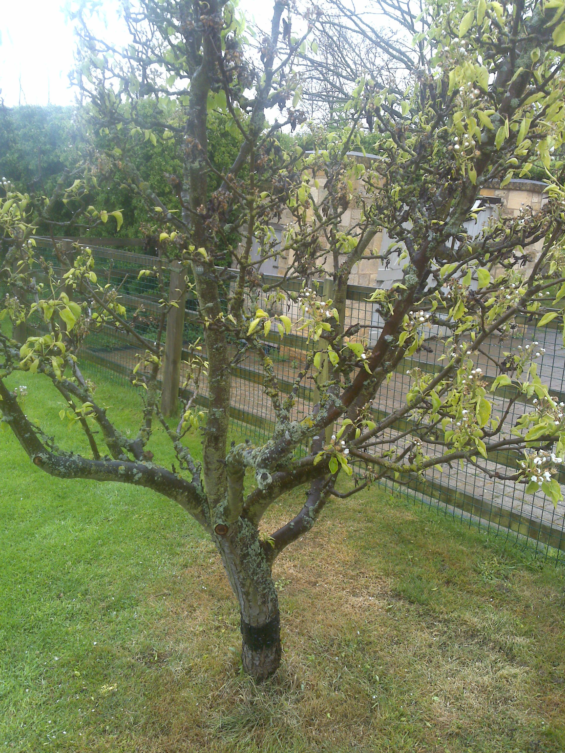 Photograph 2 Over Application of a Selective Herbicide.JPG