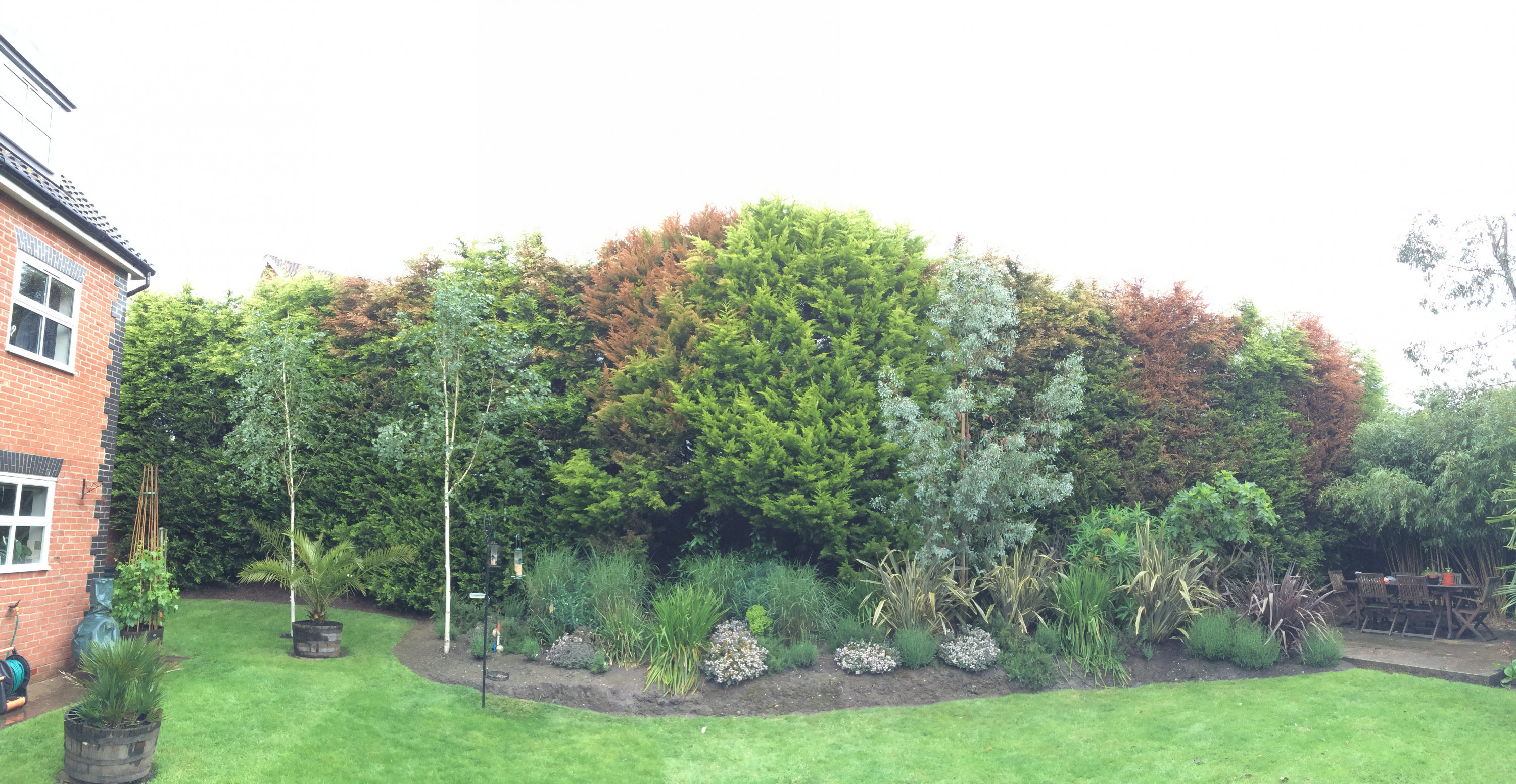Photograph 6 Conifer Decline Caused by Glyphosate Poisoning.JPG